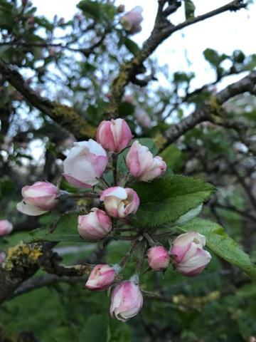 Bed En Breakfast In Het Fruit Zuidoostbeemster Luaran gambar