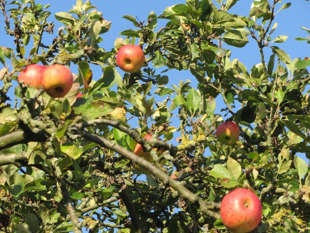 Bed En Breakfast In Het Fruit Zuidoostbeemster Luaran gambar